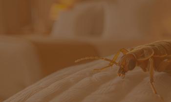 A Global Problem That Begins in Bed-04.jpg.jpeg